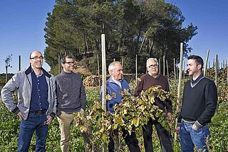 Winzer auf dem Weinfeld