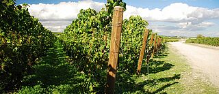 Vingård og vinstokke