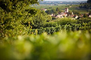 Vinmarker i Cote-d'Or i Bourgogne Vinmarker i Cote-d'Or i Bourgogne