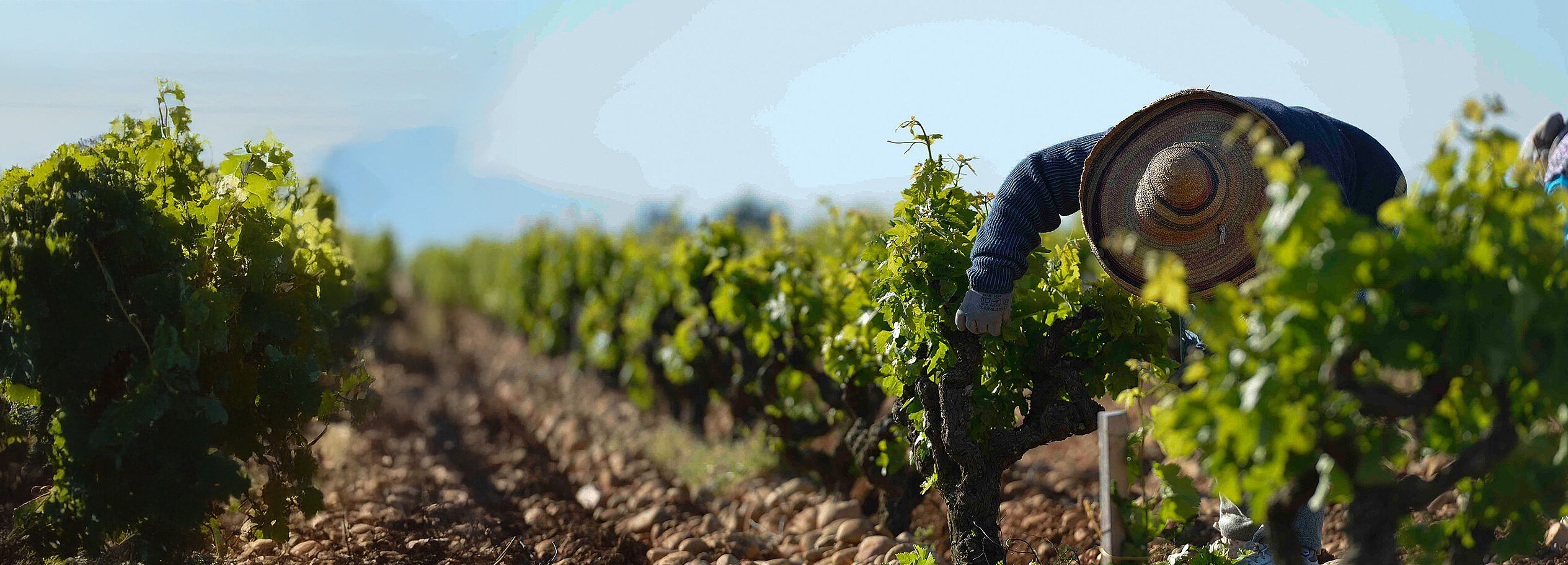 Rhone 2021