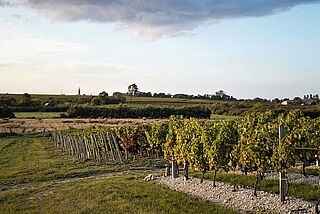 Weinberg von Clos Manou