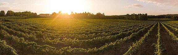 Weinfeld, Weingut, Portugal