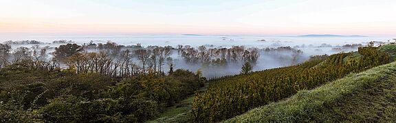 Vinregionen Loire