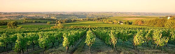 Vinregionen Anjou