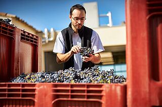 Santa Duc-vinmagere på arbejde