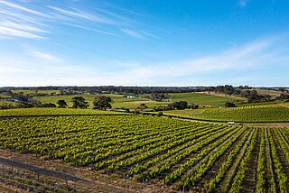 Blick über die Rebzeilen auf den Weinfeldern des Winzers