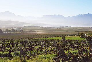 Reyneke, Panorama der Weinberge vor Gebirge