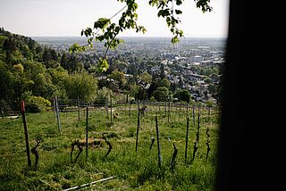 Blick auf die Weinfelder bei Griesel & Compagnie