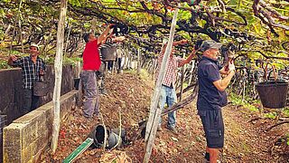 Weinlese auf dem Weingut Companhia de Vinhos dos Profetas e dos Villões