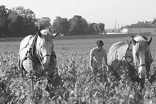 Feldarbeit mit Pferden bei Benoit Marguet Feldarbeit mit Pferden bei Benoit Marquet