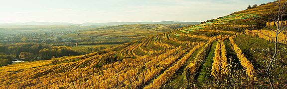 Kamptal Weinfeld, Weinberge