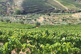 Vinmark fra Somnium Somnium Douro vingård