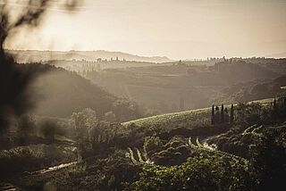 Vinmarker på vingården Tenuta Tignanello
