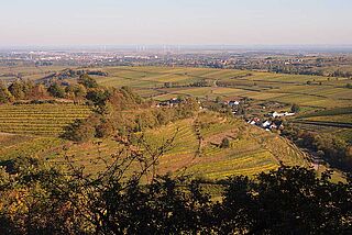 Dr. Wehrheim Dr. Wehrheims vinmarker