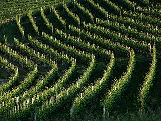 Weingut, Weinfeld Trediberri