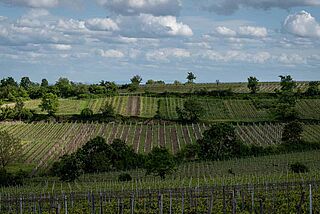 Blick auf die Weinfelder
