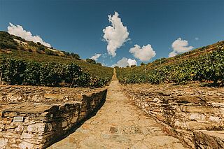 Quinta Vale Dona Maria Weingut