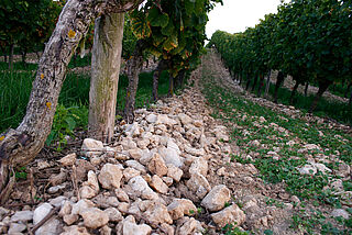 Weinberg Battenfeld-Spanier