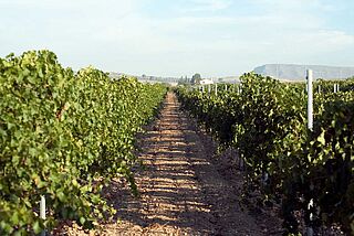 Weinfeld und Weinberg von El Angosto im Hintergrund bei blauem Himmel