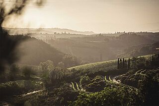 Weinberge von Antinori
