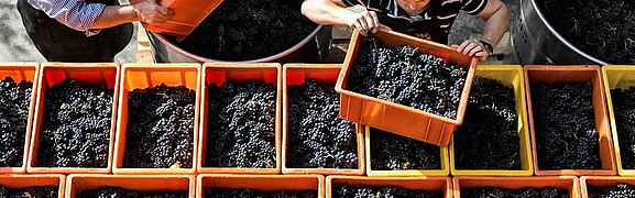 Pinot Noir Ernte