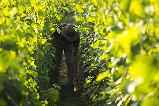 Weinlese auf dem Weingut Champagne Augustin