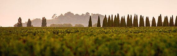 Pomerol Weinberg