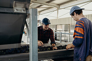 Die beiden Winzer bei der Arbeit
