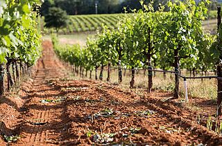 Vinland USA Vinland USA, vinstokke, mark