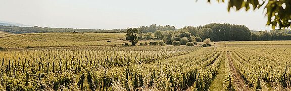 Bordeaux Kollektionen