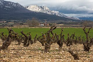 Oxer Wines Rioja-vinmarker foran Gebirbe