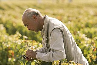 Romanee Conti Winzer