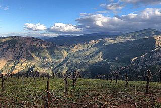 Tetramythos' vinmarker med bjerge i baggrunden