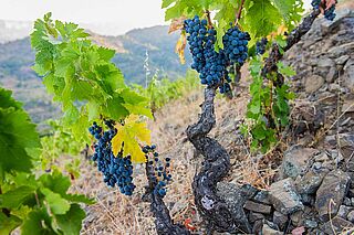 Weinreben auf dem Weinfeld Terroir al Limit Weinreben auf dem Weinfeld Terroir al Limit