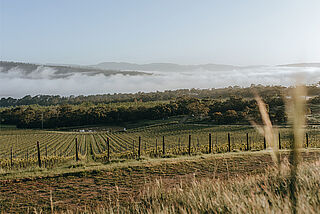 Das Weingut Stefano Lubiana