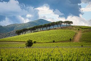 Weinberge von Le Mortelle Weinberge von Le Mortelle