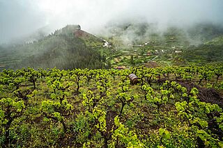 Weinberg Bien de Altura bei Nebel Weinberg Bien de Altura bei Nebel