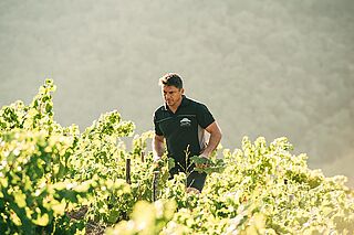 Vinproducent Bodegas Mengoba i Bierzo