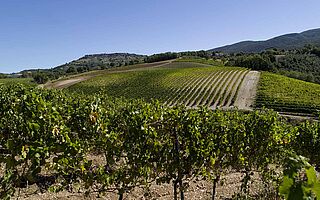 Umbriens vingård, vindyrkning