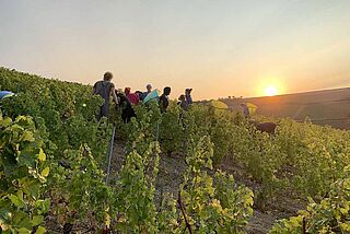 Weinberg von Claude Riffault mit Arbeitern Weinberg