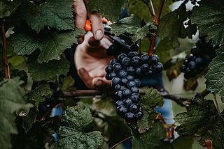 Mørke druer på Kolfok-vinmarken