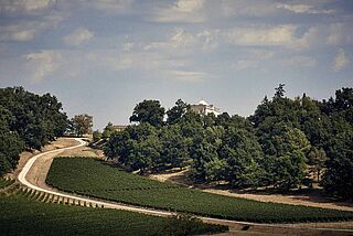 Weinberge vor dem Chateau
