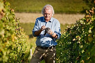 Winzer Angelus auf dem Weinberg