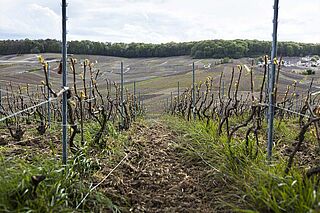 Weinfeld, Weinberge, Weingut Suenen