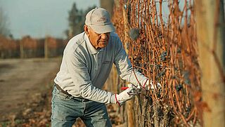 Arbeit an den Rebstöcken