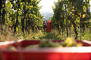 Bürklin Wolf Arbeit im Weinberg