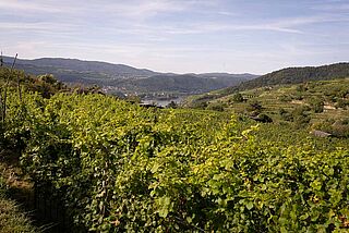 Weinberg Österreich