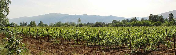 Weinfeld, Weingut Becaa Valley