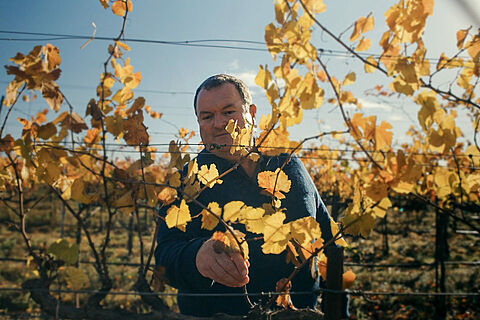 Winzer Craig Mcallister auf dem Weingut La Crema