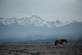 Pferde bei Bodegas Caro